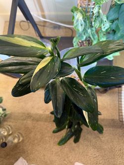 Monstera standleyana albo on moss pole