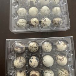 Huevos de codorniz (Quail eegs)