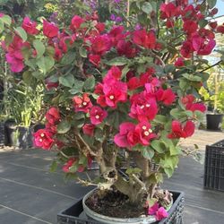 Hot Pink Bougainvillea Plant 