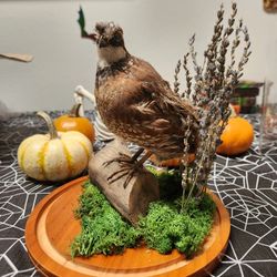 Taxidermy Quail