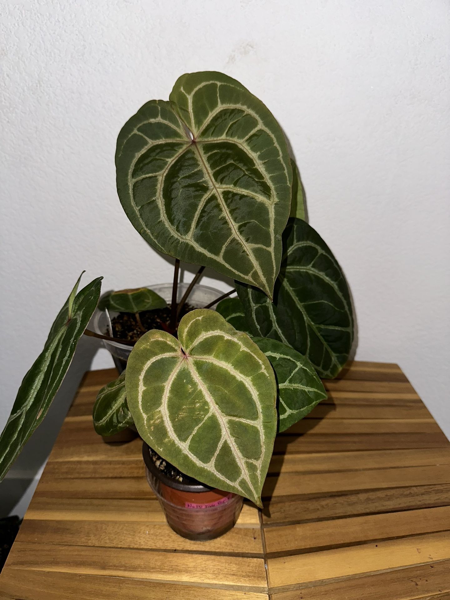 Anthurium NoID Papi x Doc Block F2