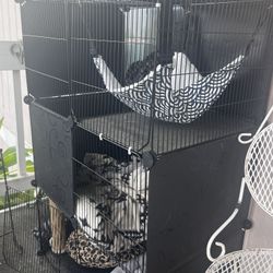Cat Catio 