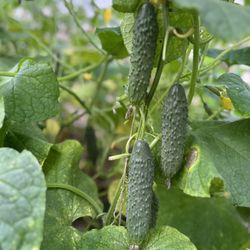 Cucumber 