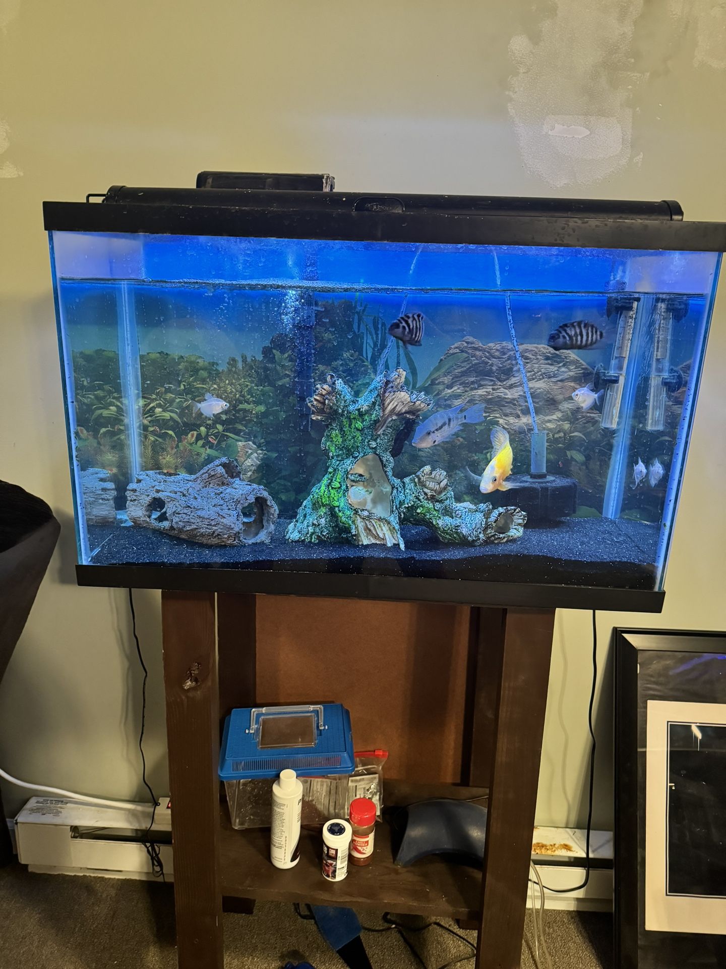 Small Fish Tank. Fish Included