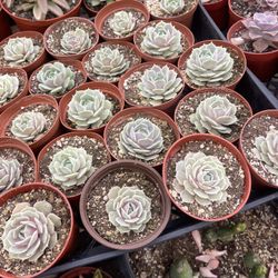 Succulent Cactus And More 