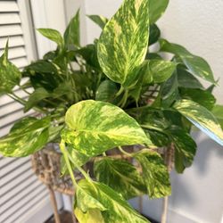 Hawaiian Pothos