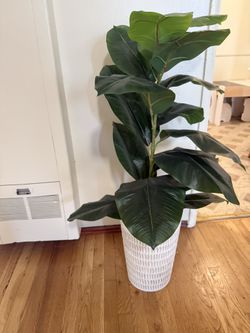 Plant