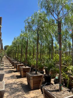 California Pepper Tree, piru, pirul, drought tolerant fast growing shade tree 23” box