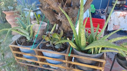 3 Plantas $3 cada una