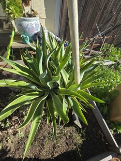 Agave Plants 🪴