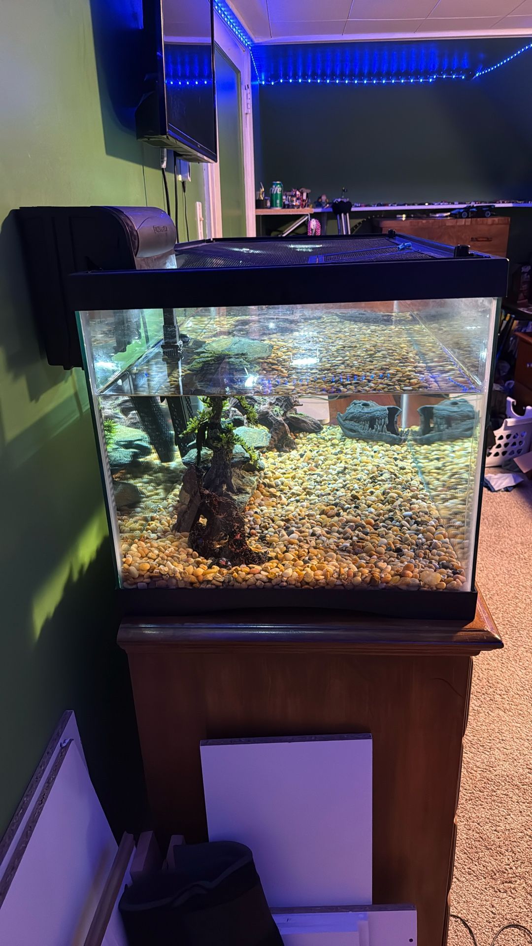 40 Gallon Tank