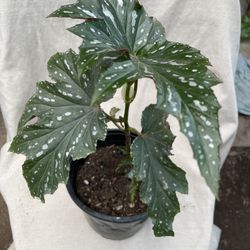 HERMOSAS PLANTAS NATURALES “BEGONIAS GRYPHON PLANT “