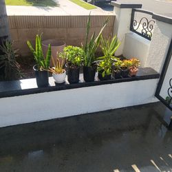 Plantas 