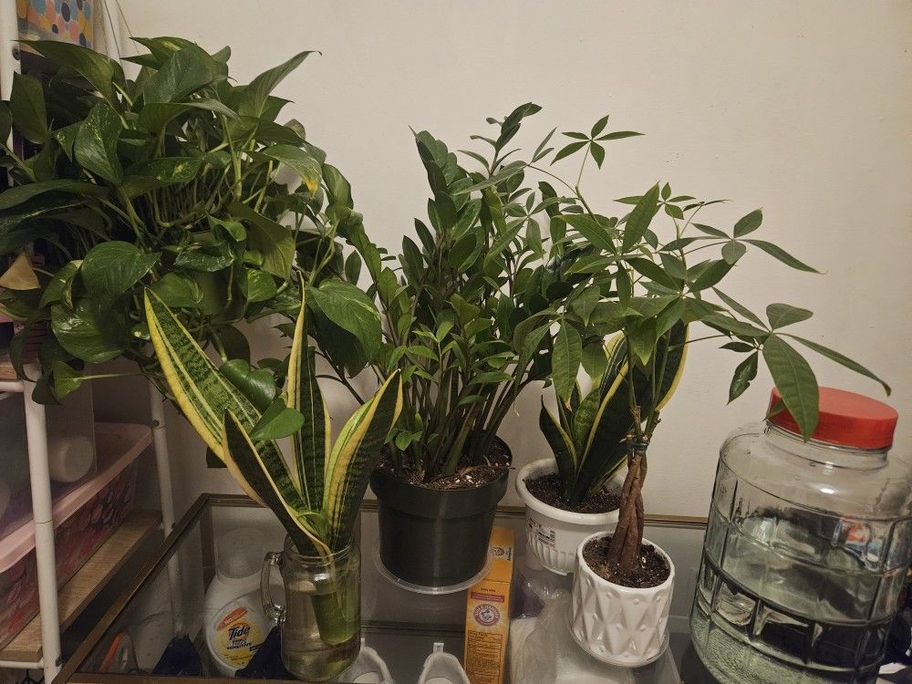 Five Pots Of Indoor Plants (Chinatown)