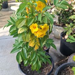 Bendo Plantitas De Coronas De Cristo Jeranios Y Tronadoras A Diferentes Presio