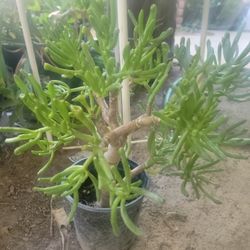 6" Pot Succulent 