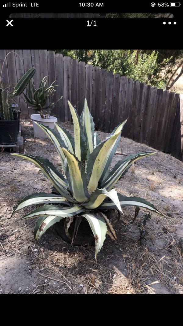 Large agave century plant in pot for Sale in Lemon Grove