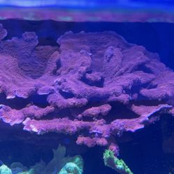 Red montipora Decoration 