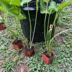 Jack In The Pulpit Perennial Plants