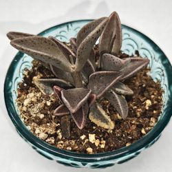 SUPER RARE!!! Lenophyllum Guttatum Plant.