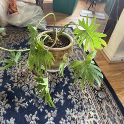 Split Leaf Philodendron