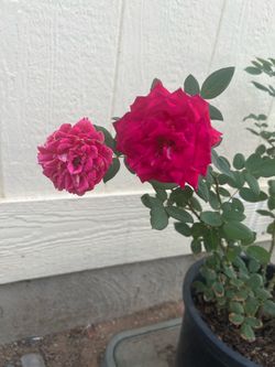 Pink Rose plant in 5gl.