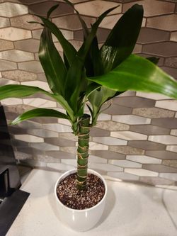 5"Dracaena Indoor Plant in White Pot