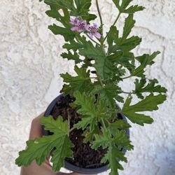 5 Inch Pot of Mosquito Repellent Citronella Plant - Beautiful Purple Flowers 🌸 - Drought Resistant - Fresh Smell - Rooted & Stablished  