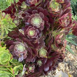 Beautiful Wine Color Aeonium With Multiple Rosettes  Live Succulent