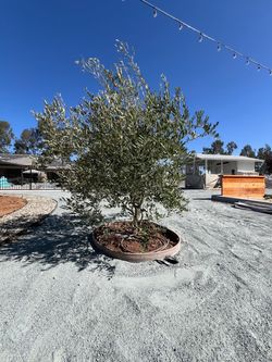 Olive tree 36” fruitless