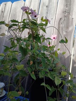 Pink Eyed Susan $10