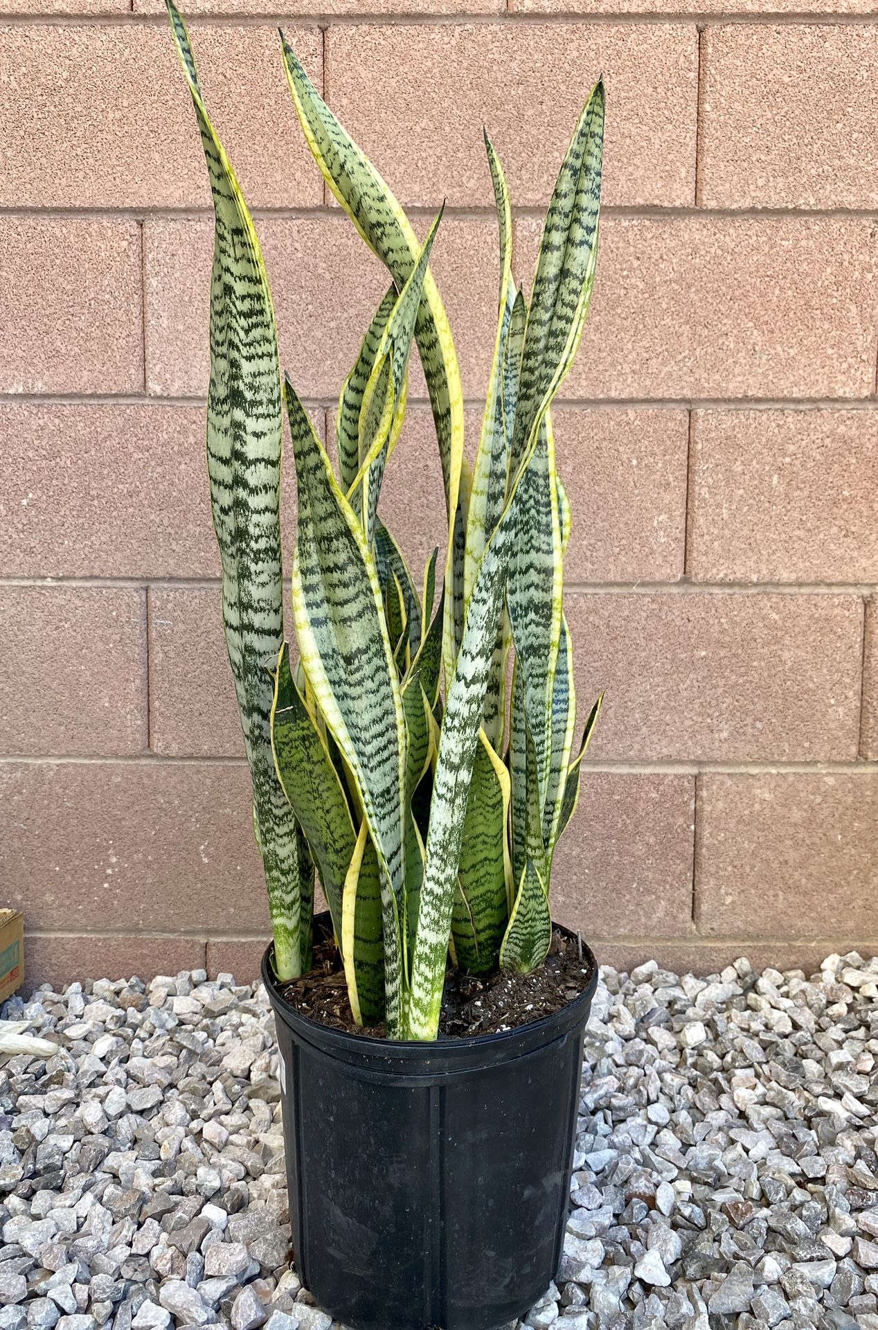 Live Snake plant (Mother-in-Laws Tongue) in a 10" pot