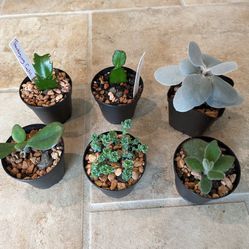 Succulents Set