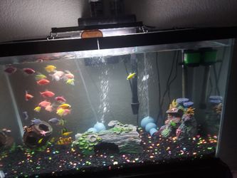 29 Gallons Fish Tank 