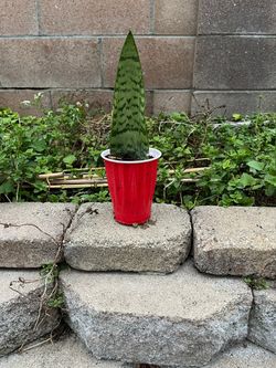 Snake  Plant