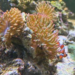 4 Rose BTA Decorations 