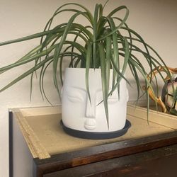 Fake Plant