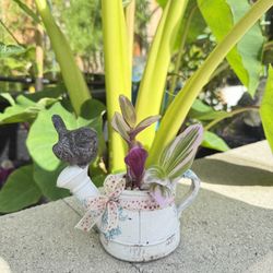 Tradescantia In Iron Mini Pot 