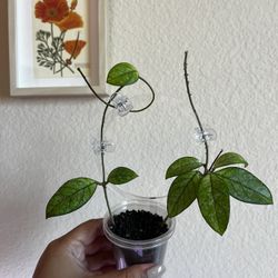 Hoya Crassipetiolata Splash Plant