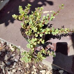 Beri Gate Plants 1 Galón Pat  