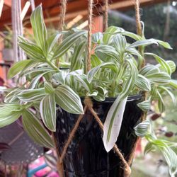 Tradescantia Albiflora Variegated Easy To Care House Plant In Black Pot 5. 5”H.