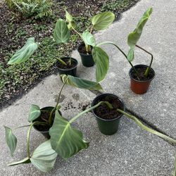 Philodendron Gloriosum  House Plants