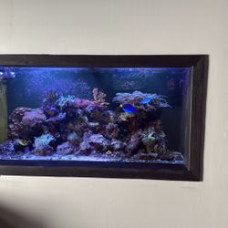 90 Gallon Salt Water Tank Set Up