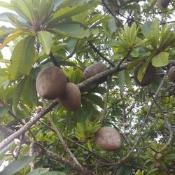 KEY WEST MAMEY FOR SALE. ONLY $2 A POUND