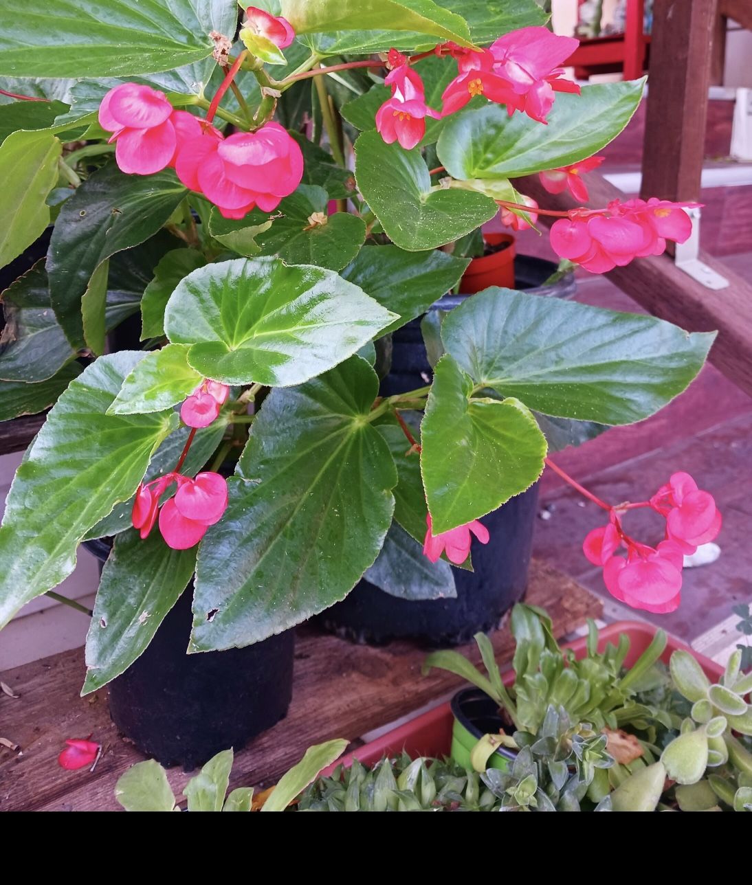 ¡Floreciente! Begonia viva “ala de dragón” roja