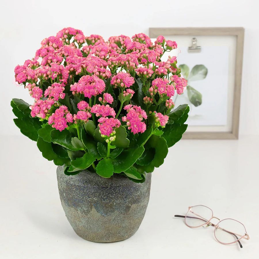 Pink Florist Kalanchoe / Kalanchoe blossfeldiana / Succulent
