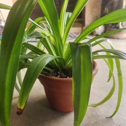 spider plant 