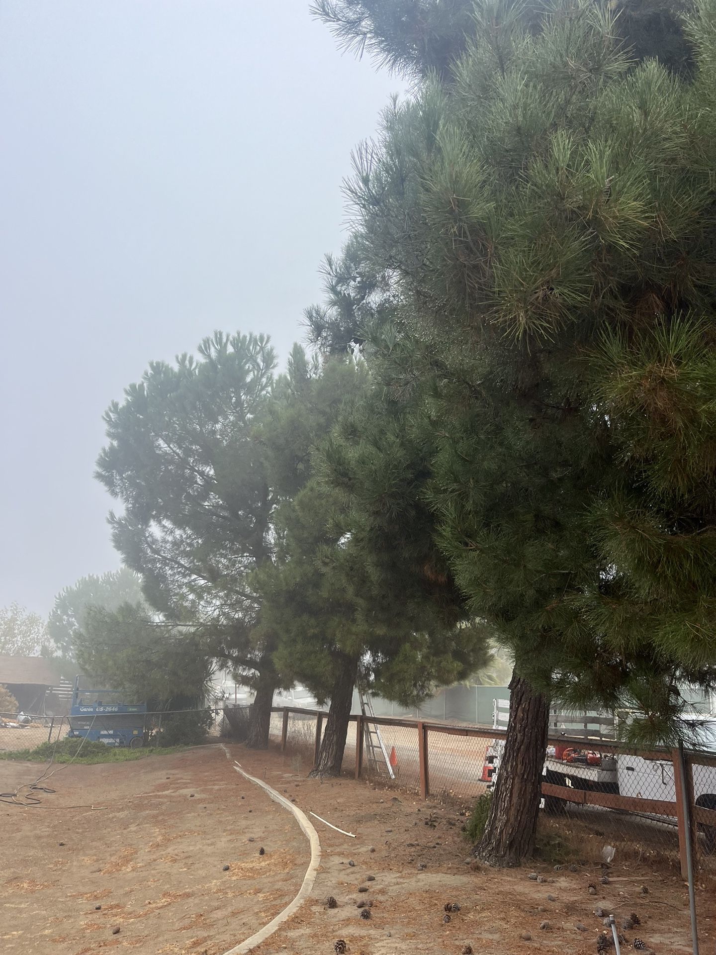 🌳Tree Trimming 🌳