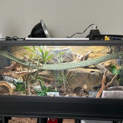 Custom Reptile Habitat