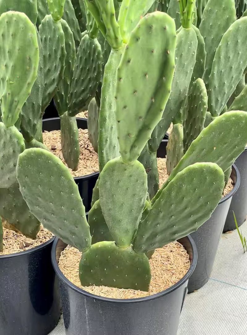 Prickly Pear Cactus, Fast Growing